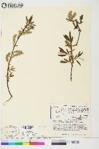 Salix arbusculoides image