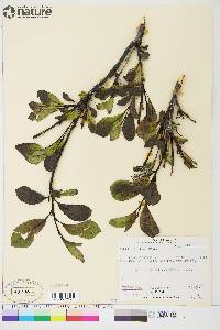 Salix arctica image