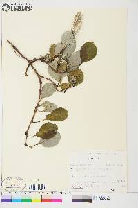 Salix arctica image