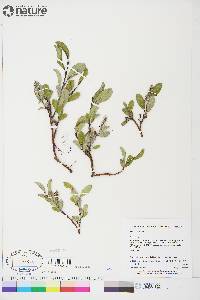 Salix arctica image