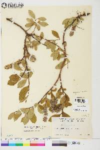 Salix arctica image