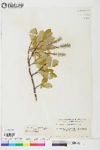 Salix arctica image