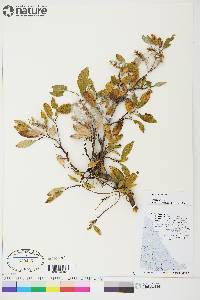 Salix arctica image