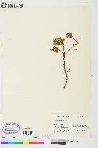 Salix arctophila image