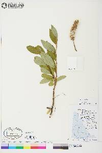 Salix arctica image