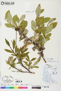 Salix arctica image