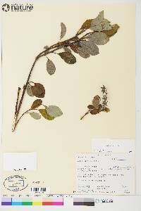 Salix arctica image