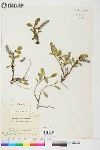 Salix arctica image