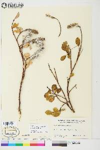 Salix arctica image