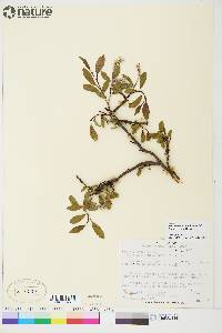 Salix arctica image