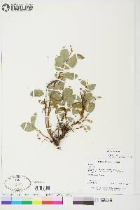 Salix arctica image