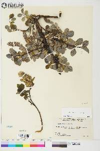 Salix arctophila image