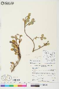 Salix arctica image