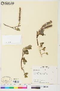 Salix arctophila image