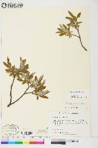 Salix argyrocarpa image