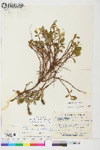 Salix arctica image