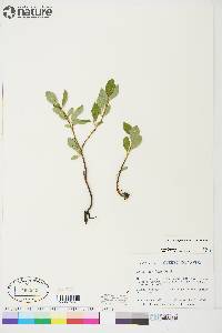 Salix arctophila image