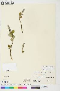 Salix arctophila image