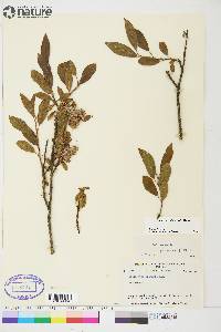 Salix athabascensis image