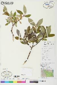 Salix barclayi image