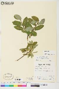 Salix ballii image