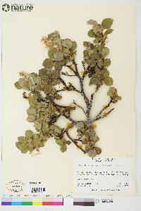 Salix lanata subsp. calcicola image