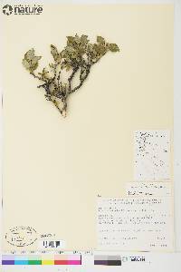 Salix lanata subsp. calcicola image