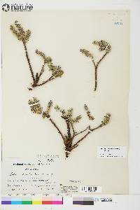 Salix calcicola image