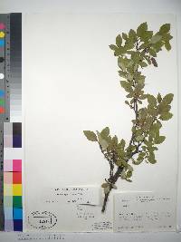 Salix arctophila image