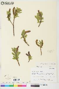 Salix commutata image