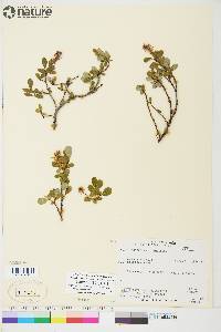 Salix fuscescens image