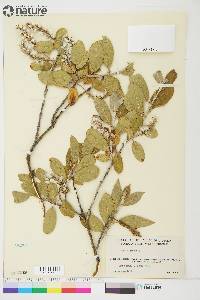 Salix glauca image