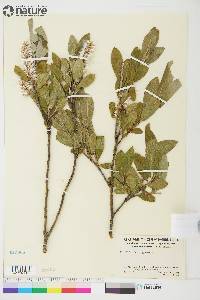 Salix glauca image