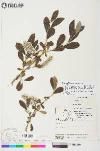 Salix glauca image