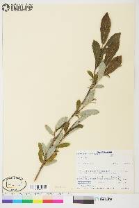 Salix glauca image