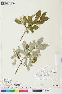 Salix glauca image