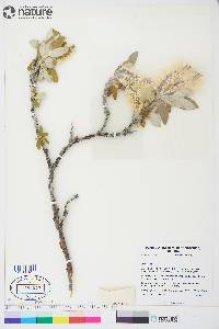 Salix alaxensis image