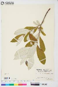 Salix alaxensis image