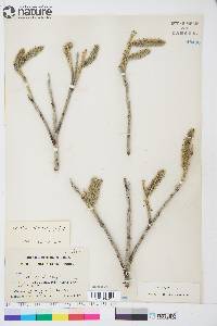 Salix alaxensis image