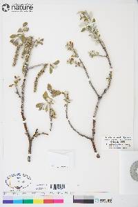 Salix alaxensis image