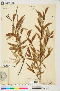 Salix arbusculoides image