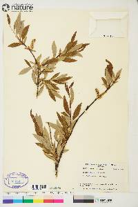 Salix arbusculoides image