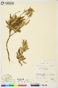 Salix arbusculoides image