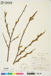 Salix arbusculoides image