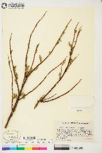 Salix arbusculoides image