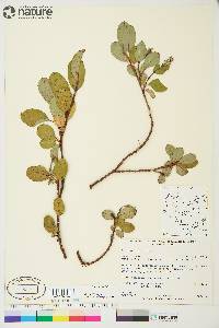 Salix arctica image