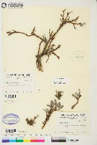 Salix arctica image