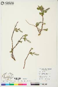 Salix arctica image