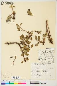 Salix arctica image