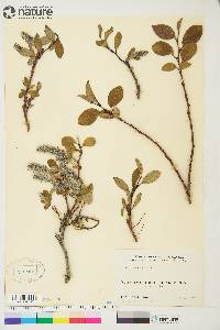 Salix arctica image